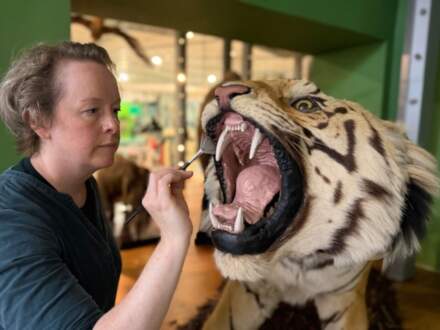 Experts earn their stripes with iconic tiger TLC