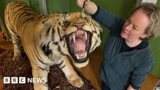 Museum's giant tiger given careful clean
