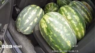 Driver stopped in Bradford with large melons on back seat