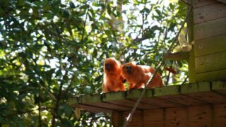 ‘Brazilian beauty seeks special someone for gourmet insect dates at Yorkshire Wildlife Park’