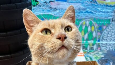 ‘Lincoln the Tesco cat’ and how he has inspired a charity book