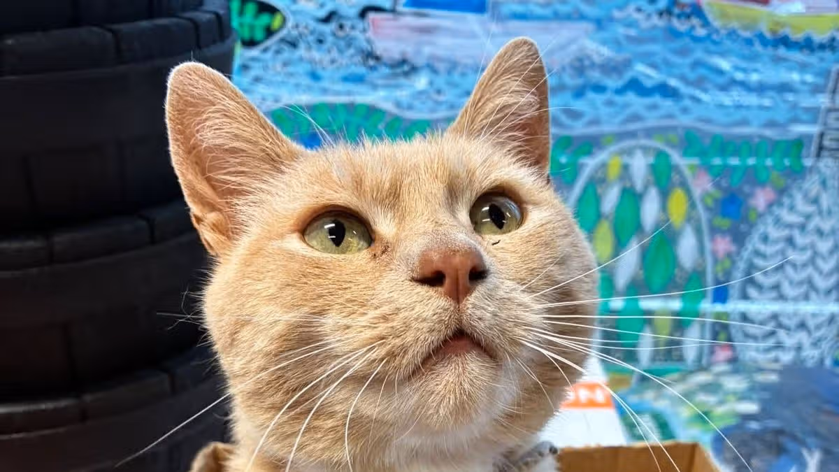 ‘Lincoln the Tesco cat’ and how he has inspired a charity book