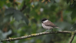 Sighting of marsh tit at Spurn Bird Observatory the first in 16 years