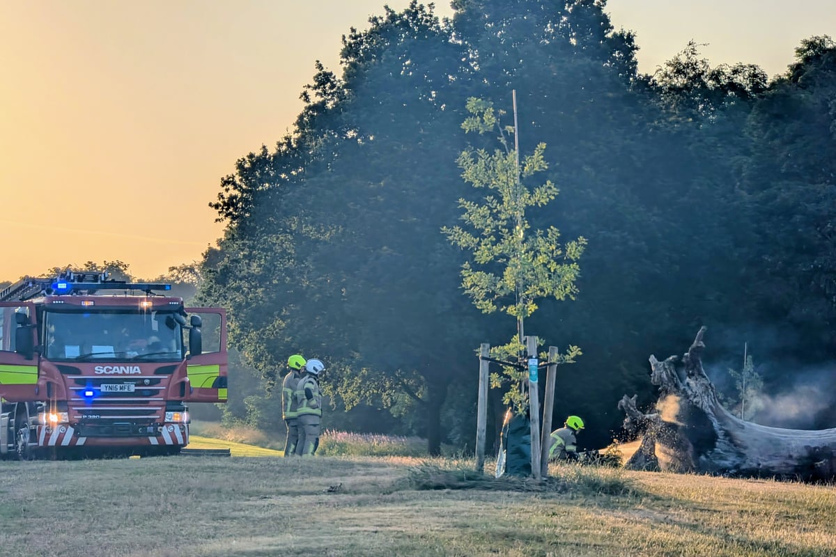 Famous Sheffield tree set alight amid park barbecue concerns as temperatures soar