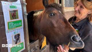 Horse abandoned in Sheffield makes Great Yorkshire Show debut