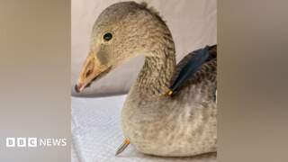 Goose found shot with crossbow at water park in North Yorkshire