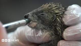 Rescue centre ‘overflowing’ with baby hedgehogs due to heatwave