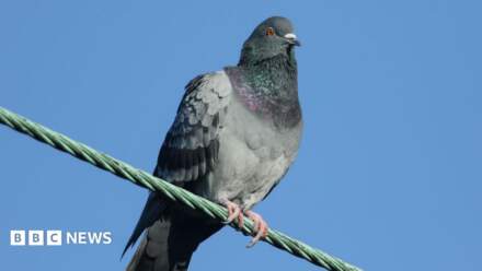 2,000 pigeons shot with rifles at railway stations