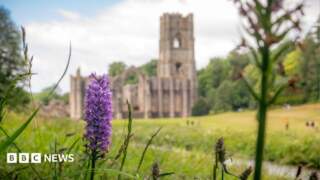 Orchids return to grassland after 28 Years Later filming