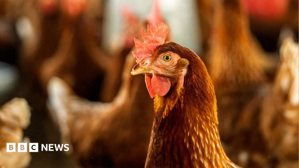 Plans for new building to house 20,000 chickens near Filey