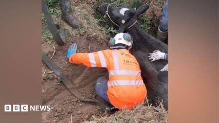 Yorkshire Water contractors rescue cow stuck in ditch in Otley