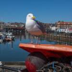 Gull-proof bins installed in coastal communities