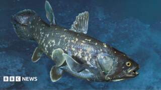 Prehistoric fish fossil found in Leeds’ Roundhay Park