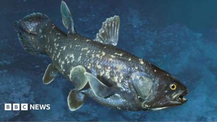 Prehistoric fish fossil found in Leeds’ Roundhay Park