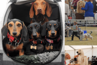 In Pictures: Day two of Leeds Championship Dog Show 2026 at Harewood House