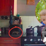 Sheffield mum and four-year-old son trapped in bedroom of rat infested council house