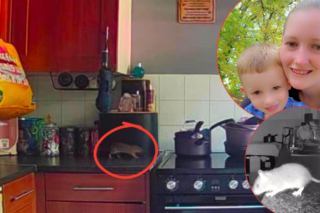 Sheffield mum and four-year-old son trapped in bedroom of rat infested council house