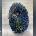 Hedgehog rescue inundated with support after cruel paint prank