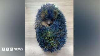 Hedgehog rescue inundated with support after cruel paint prank
