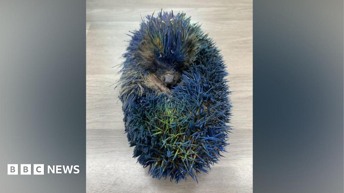 Hedgehog rescue inundated with support after cruel paint prank