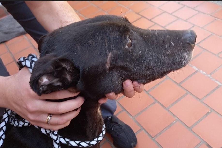 RSPCA appeal after two emaciated and flea-ridden dogs tied up abandoned in Wakefield
