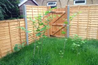 Wakefield a 'hotspot' for damaging Japanese knotweed – here's how to spot it