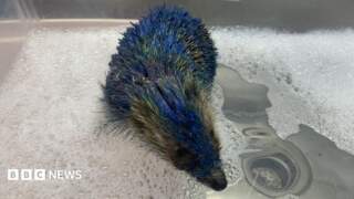 Hedgehog painted blue in Leeds dies despite rescue effort