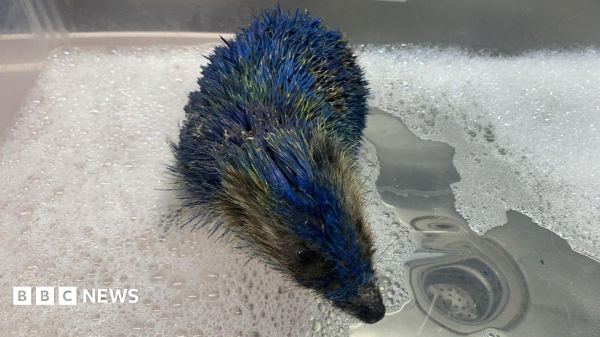 Hedgehog painted blue and yellow in Leeds “could have died”