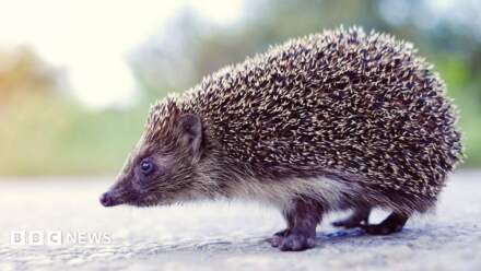 Calls for road signs after Wheldrake hedgehog deaths