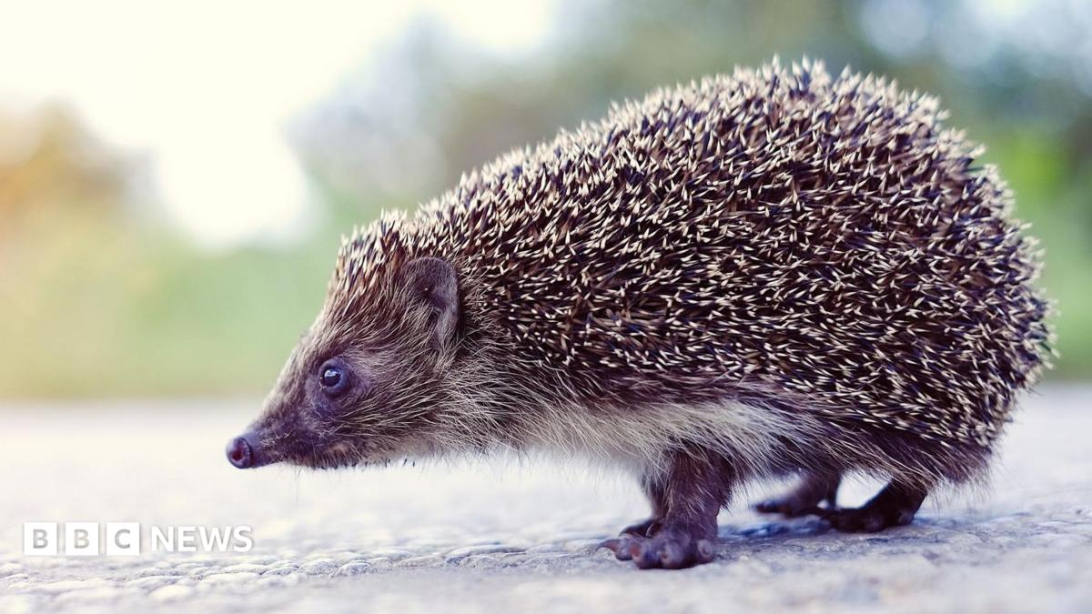 Calls for road signs after Wheldrake hedgehog deaths