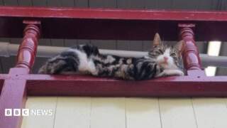 Appeal to fund Keighley railway station cat’s vet bill