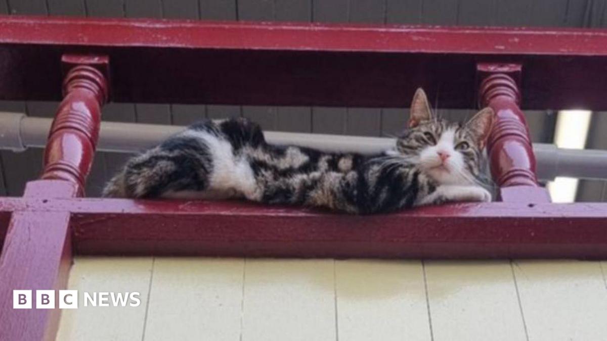 Appeal to fund Keighley railway station cat’s vet bill