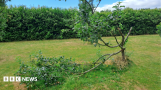 Vandals snap tree branches in Leeds park’s community orchard