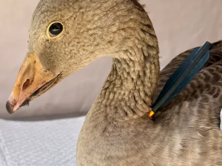 ‘Deeply disturbing’: Goose shot through the neck by crossbow bolt in North Yorkshire | YorkMix