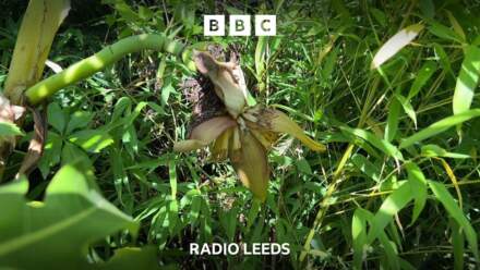 Growing bananas – in Wakefield?
