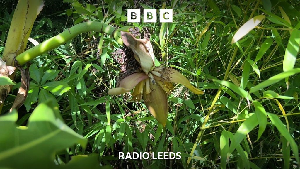 Growing bananas – in Wakefield?