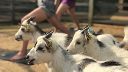 Goat yoga to bring cuddly fun to Hull charity’s first Wellbeing Week