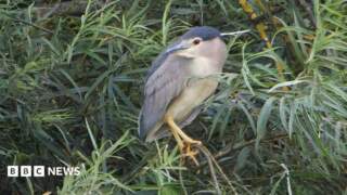 ‘Worrying’ heat brings rare birds to North Yorkshire reserve