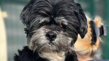 Dog neglected so badly it had to have its eyes removed