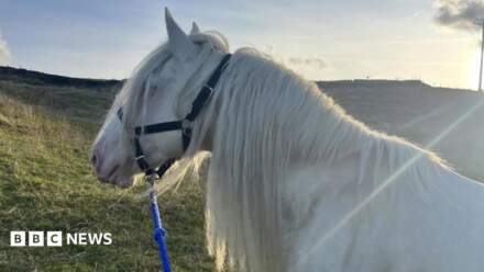 Rare foal stolen from Scotland in 2018 found in Bradford