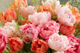 Why August is the perfect time to plant these peony-style tulips for spectacular spring bouquets