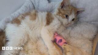 Kitten saved after blood donation from blind cat in Bradford
