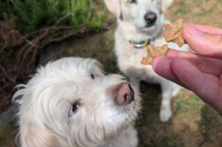 Review: My fussy dogs loved every treat in this £13 Forthglade bundle