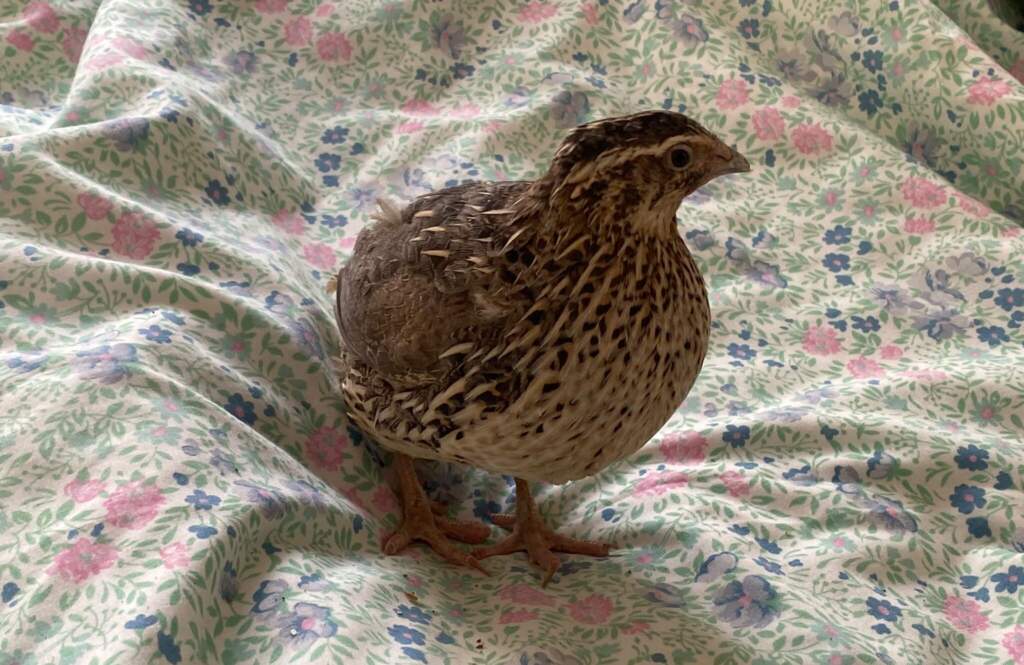 Search underway in York city centre for an unusual missing pet | YorkMix