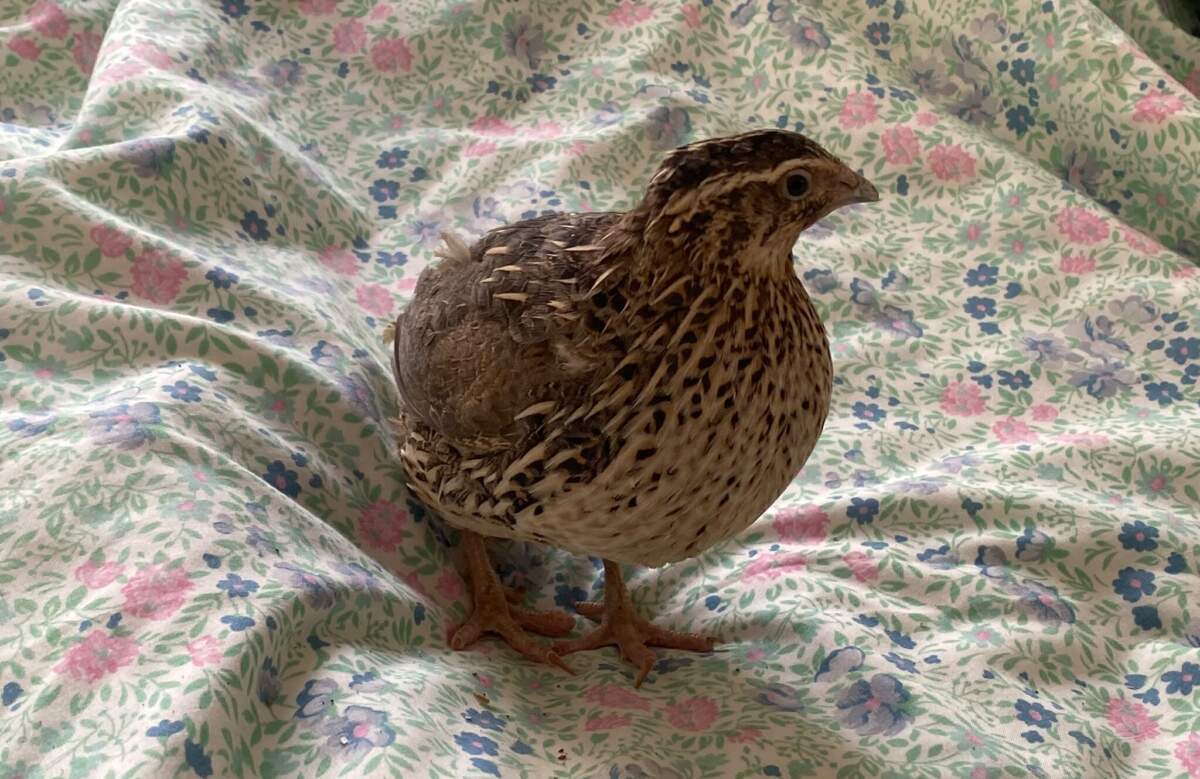 Search underway in York city centre for an unusual missing pet | YorkMix