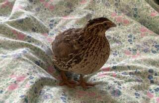 Search underway in York city centre for an unusual missing pet | YorkMix