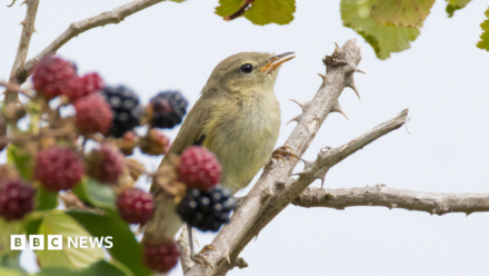 Wildlife suffering in heatwaves, warn Yorkshire conservationists
