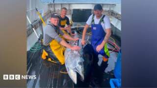 First bluefin tuna caught in North Sea off Whitby since 1960s