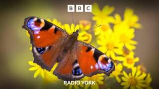 Why are butterflies thriving in North Yorkshire?