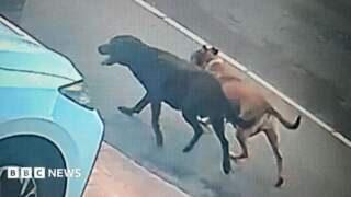 Cat owners in Leeds suburb living in fear over dog attacks